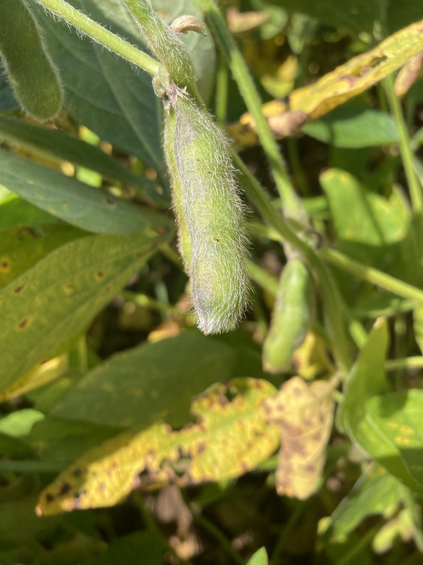 Closeup of a soybean plant and soybean pod.